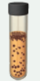 <p>throughout tube, mostly at top</p><p>catalase and superoxide dismutase (SOD) neutralize O2</p>