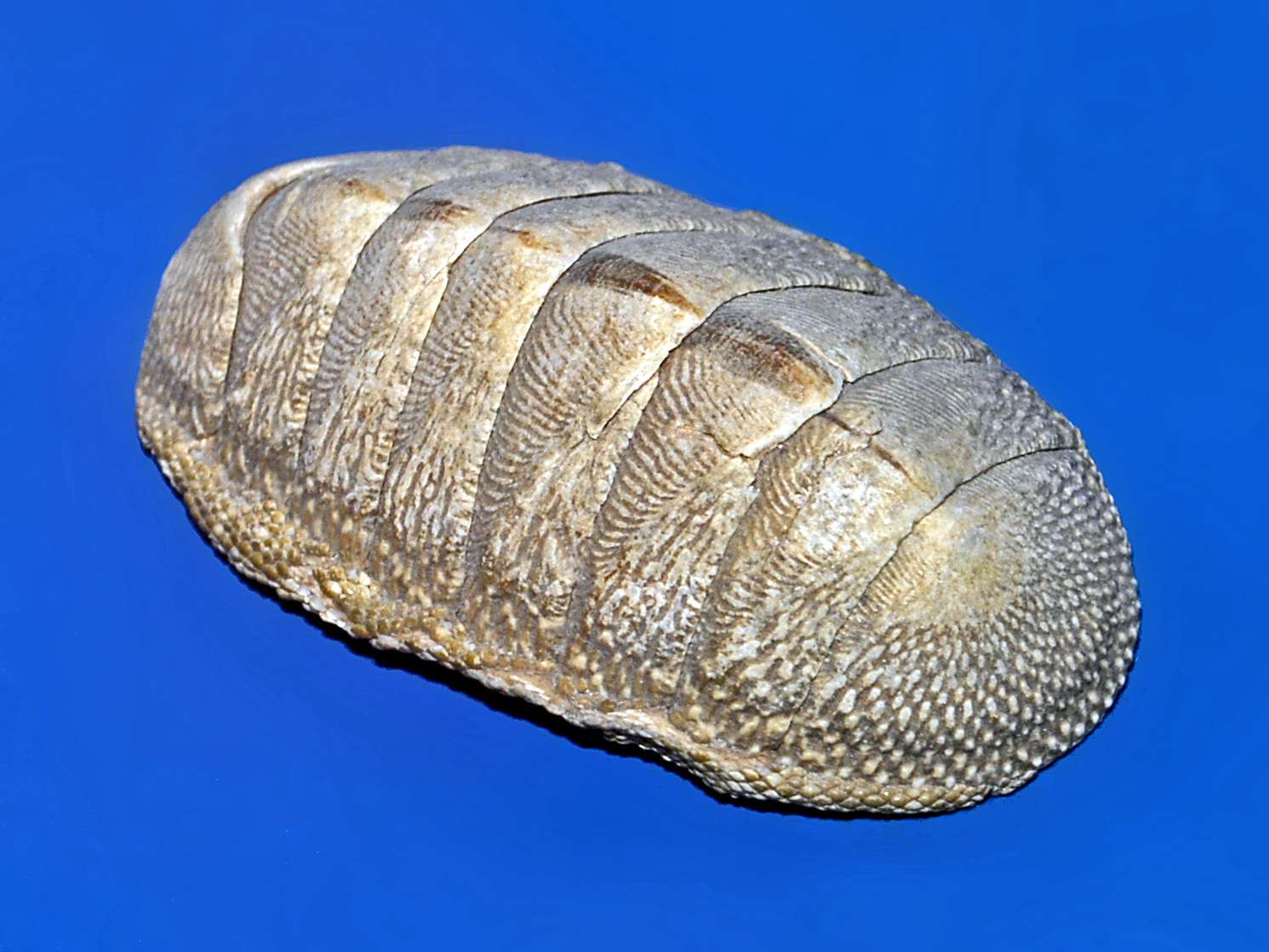 <p>What Phylum+Class (add the other name) is this?</p>