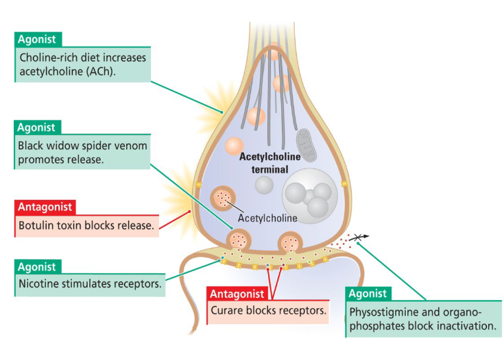 <p>Ach synapse between motor neurons and muscles.</p><ul><li><p>Ach <span style="color: green">agonists excite</span> muscles → <span style="color: green">increase</span> muscle tone.</p></li><li><p>Ach <span style="color: red">antagonists inhibit</span> muscles → <span style="color: red">decrease </span>muscle tone. </p></li></ul><p></p>