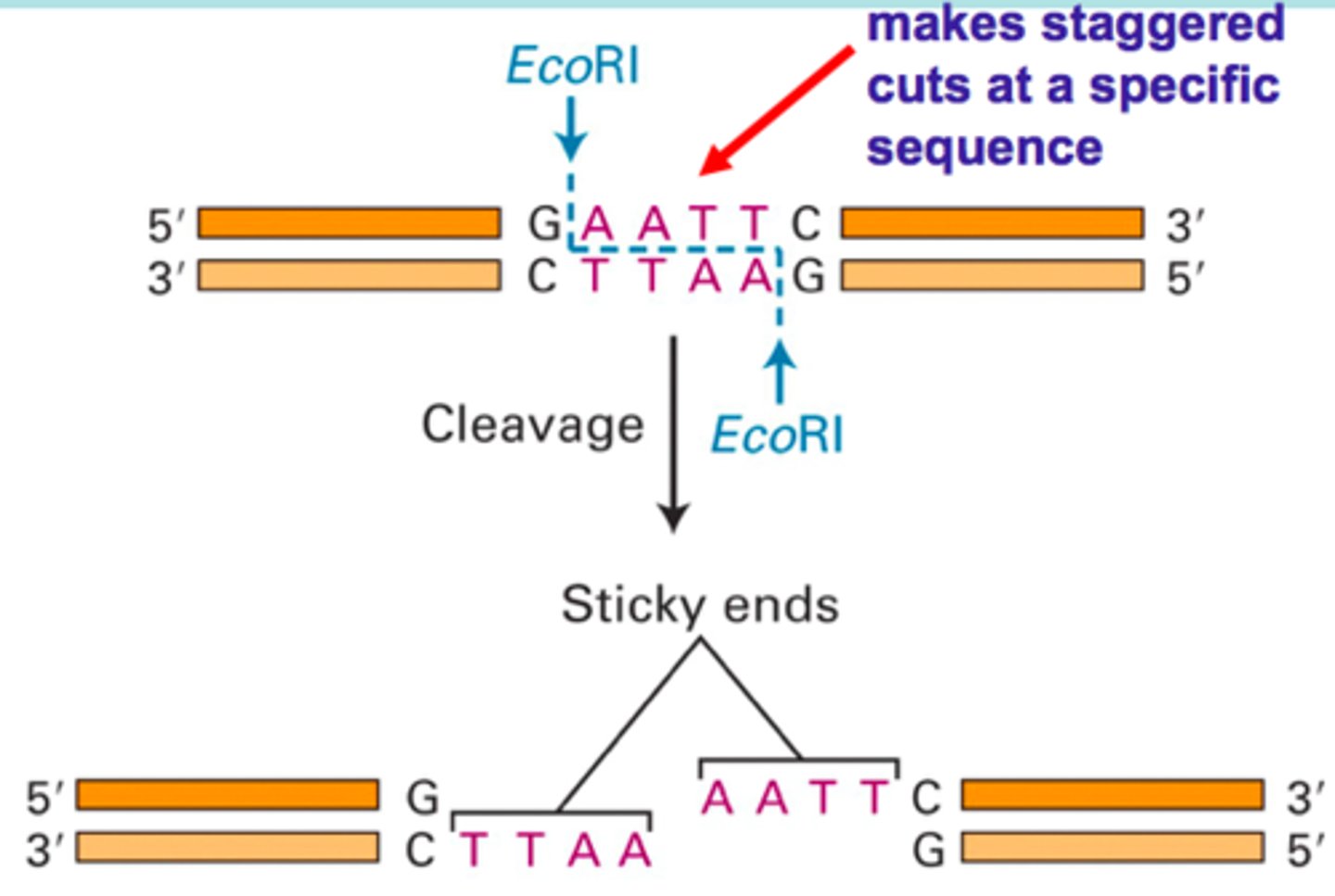 <p>a restriction enzyme that specifically cuts DNA with sequence GAATTC and creates sticky ends</p>