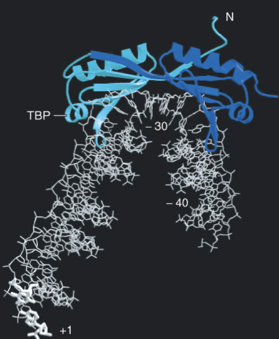 <ul><li><p>binds to minor groove and causes DNA to bend by 80º</p></li><li><p>allows transcriptional factors and RNA polymerase to form a closer association with DNA</p><ul><li><p>opens up DNA more to get better binding</p></li></ul></li></ul>