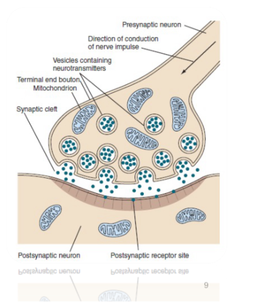 <ul><li><p>Neurons supported by glial cells (store information in long term memory) and astrocytes (help the development of synapses)</p></li><li><p>Neurons communicate through synapse by means of neurotransmitter substance</p></li></ul>