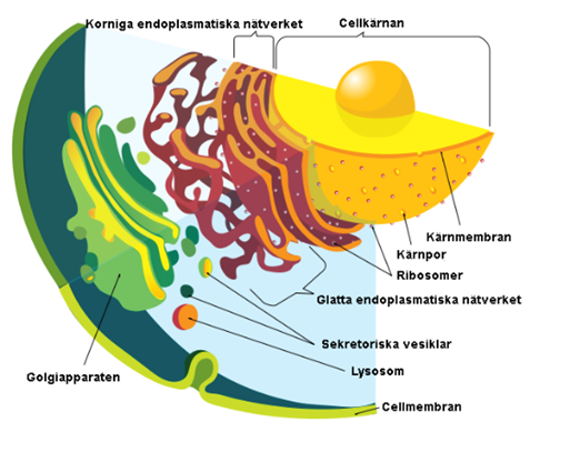 <p>Cell – cella – litet rum; Kärna – nucleus – kärna; Nukleol – nucleolus – liten kärna; Cytoplasma – κύτος – kärl och πλάσμα – något format; Cellmembran – membrana – hud</p>
