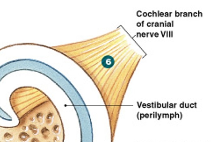 <p>Which step of hearing process is:</p><ul><li><p>Region and intensity of stimulation relayed to CNS</p></li></ul><p></p>