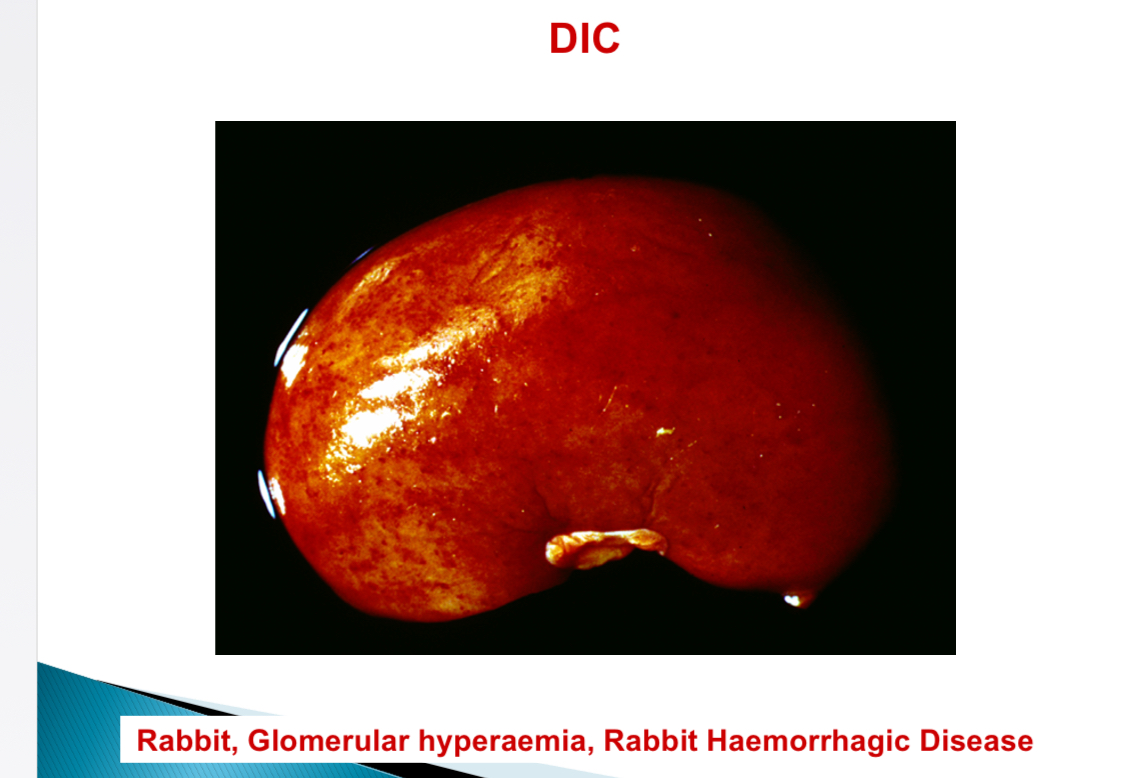 <p>Viral diseases associated with DIC - Rabbit </p>