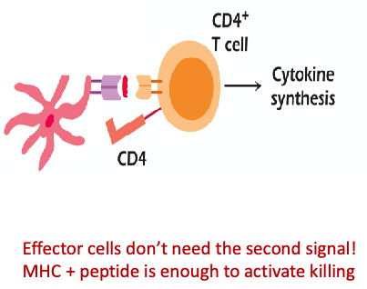 <p>MHC class I + peptide</p>