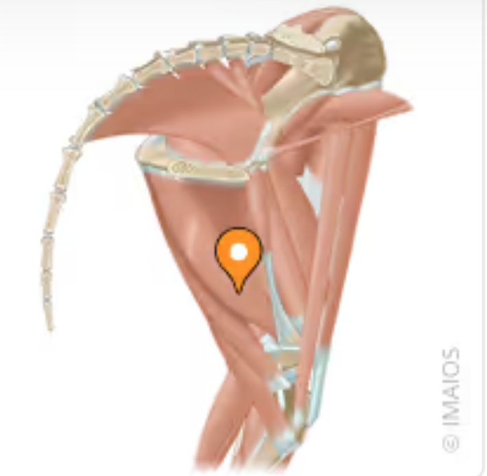 <p>Extends teh hip when the foot is placed on a solid substrate. The cranial head extends the hip and is active during the stance phase o locomotion. The caudal head is a two joint muscle and can flex the stifle and contribute to hip extension</p>
