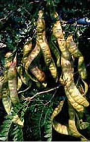 <p><em>.BIG thorn - 5-8 inch long, 15-30 one inch leaflets, small greenish flowers clustered</em></p>