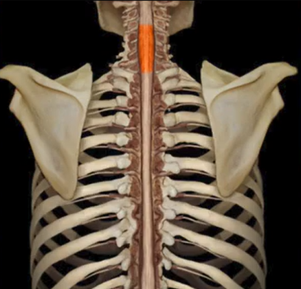 <p>The enlargement of the spinal cord that gives off nerves innervating the upper limbs.</p>