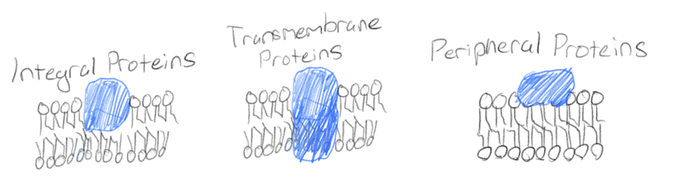 <p>Integral proteins: penetrate hydrophobic core of lipid bilayer</p><p>Transmembrane proteins: completely span the membrane (is a integral protein)</p><p>Peripheral proteins: loosely bound to surface </p>
