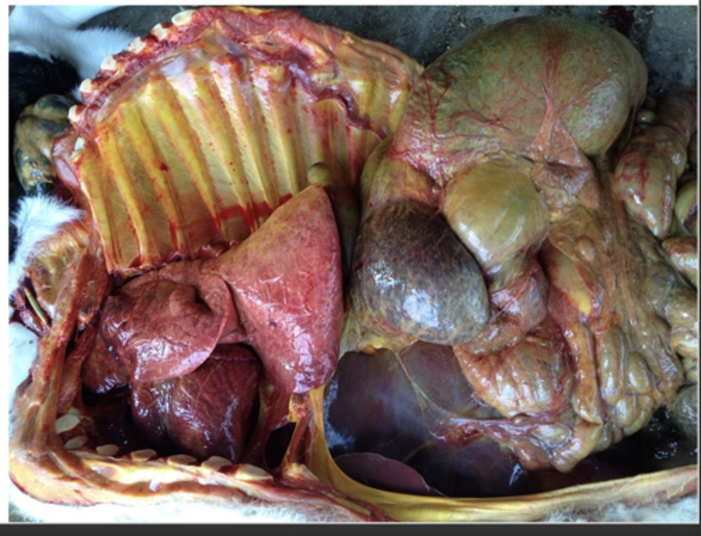 <p>gross necropsy findings of salmonella dublin</p>