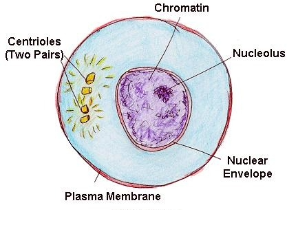 <p>What phase of cell division is shown</p>