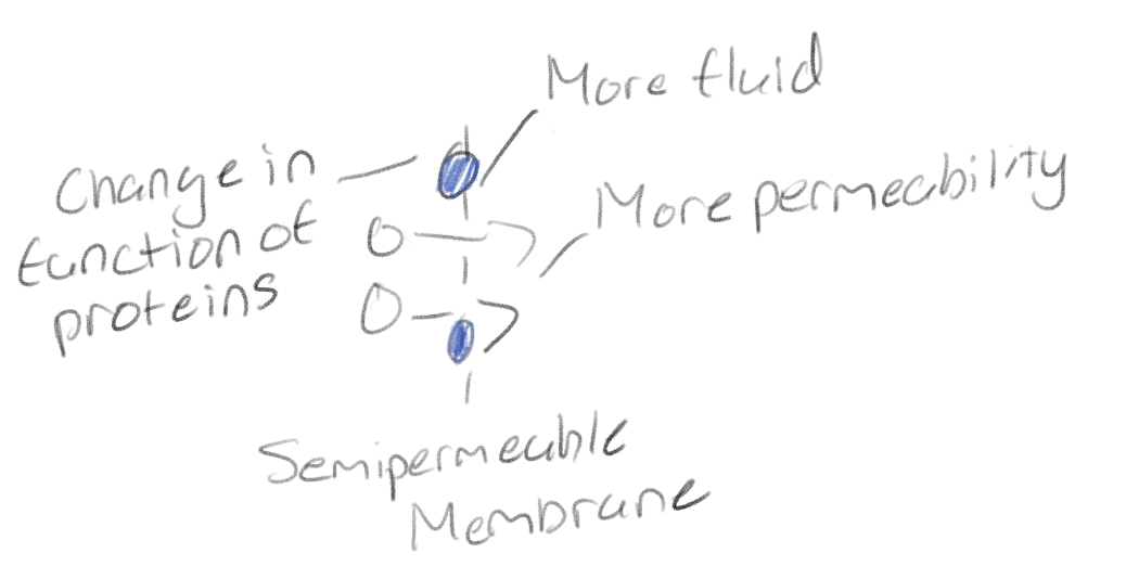 <p>The permeability the more fluid the more permeability</p><p>And the functions of membrane proteins</p>