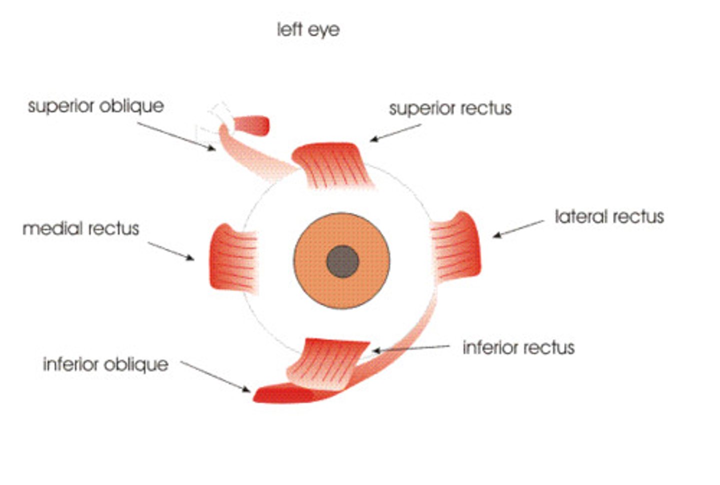 <p>rotate eye opposite their name and also laterally</p>