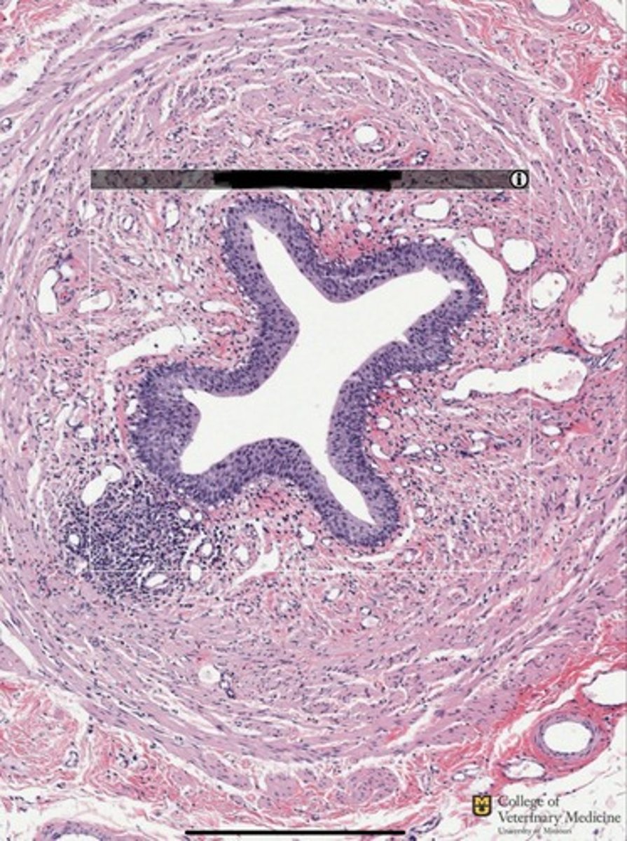 <p>What type of tissue is shown?</p><p>What structure is it lining?</p>