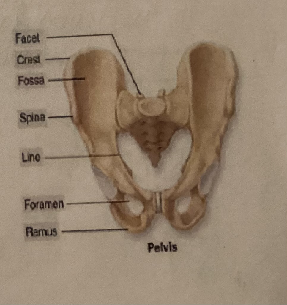 <p>What is a Ramus?</p>