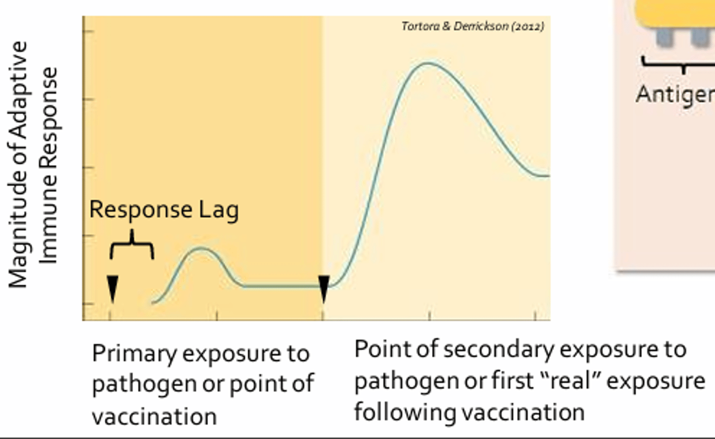 <p>The hallmarks of the adaptive immune response include: </p><p>Specificity (self vs non-self):</p><p>- The ability o mount a response to a particular pathogen or foreign substance while being able to discriminate between self vs. non-self antigens </p><p>- The consequence of this specificity is that the B-cell may only be capable of mounting a response to one particular strain of pathogen without recognizing any of a number of closely related pathogens </p><p>Memory:</p><p>- The ability to recall past exposure to specific pathogens and provides the adaptive immune system with the ability to mount an even stronger response to a pathogen upon repeat exposure </p>