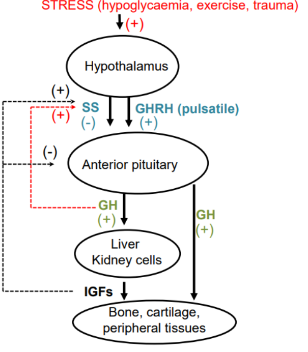 <ul><li><p class="">GH → acts on bone, cartilage, tissues; indirect effects via IGF from liver/kidneys</p></li><li><p class="">Regulated by GHRH (+) &amp; somatostatin (−) from hypothalamus</p></li><li><p class="">GH inhibits insulin (diabetogenic effect)</p></li><li><p class=""><strong>Hyposecretion</strong> (childhood) → dwarfism (treat with GH)</p></li><li><p class=""><strong>Hypersecretion</strong>:</p><ul><li><p class="">Pre-puberty → gigantism</p></li><li><p class="">Post-puberty → acromegaly</p></li></ul></li></ul><p></p>