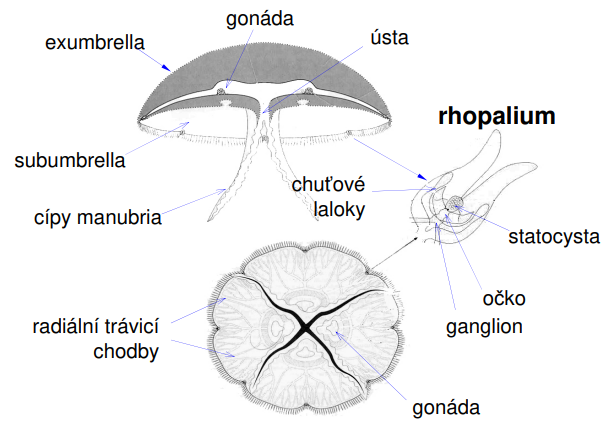 <p>cipy manubria - novinka, a má<strong> rhopalium</strong>, očko, a statocystu</p><p>()rhopalium májí i čtyřhranky</p>