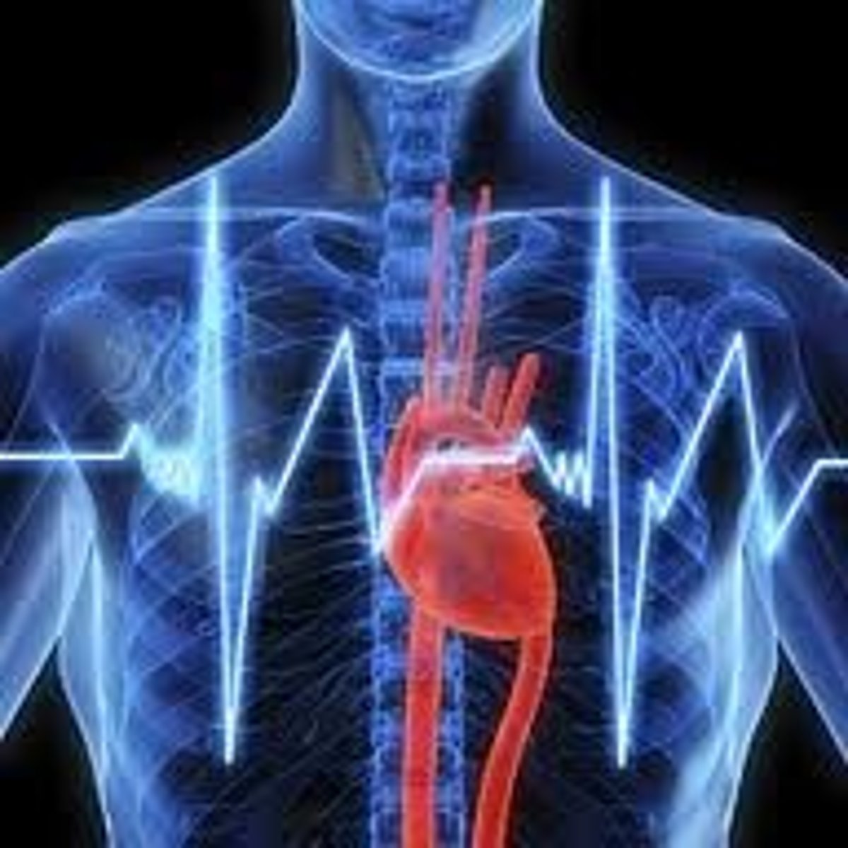 <p>The ability of the HEART and LUNGS to provide OXYGEN to muscles</p>