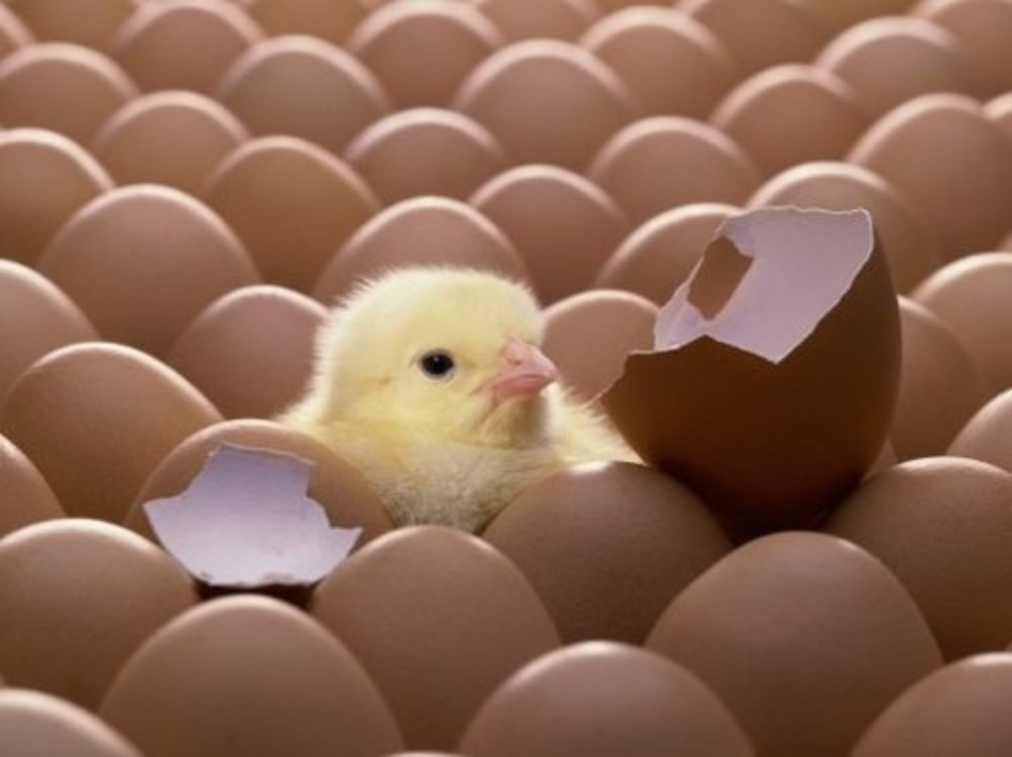 <p>to be born</p>