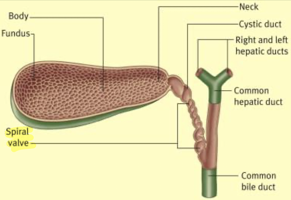 <ul><li><p>aka <em>spiral valve of Heister</em></p></li><li><p><span style="color: yellow;">tiny valves found within cystic duct</span></p></li></ul><p></p>
