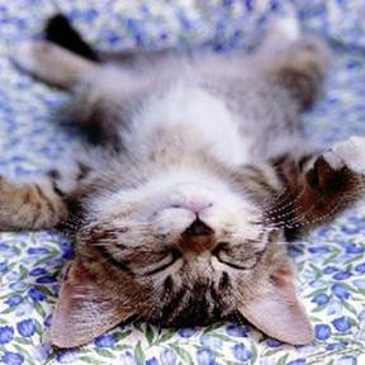 <p>vi. 蔓延；伸开手足躺；无计划地扩展</p><p>vt. 懒散地伸开；使蔓生</p><p>n. 蔓生；伸开手足躺卧姿势</p>