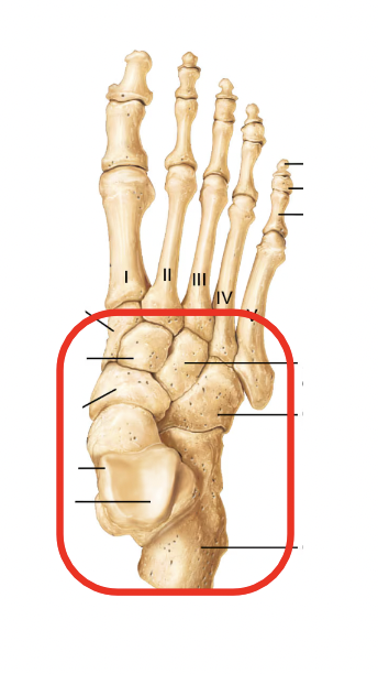 <p>Name this part of the appendicular skeleton’s foot</p>