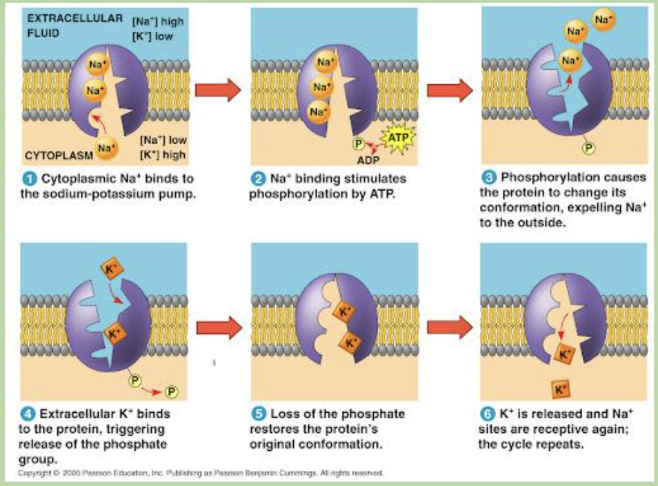 <p>Na flows from cytoplasm to extracellular fluid</p><p>K flows from extracellular fluid to cytoplasm</p><p>their directions are from low to high concentration</p>