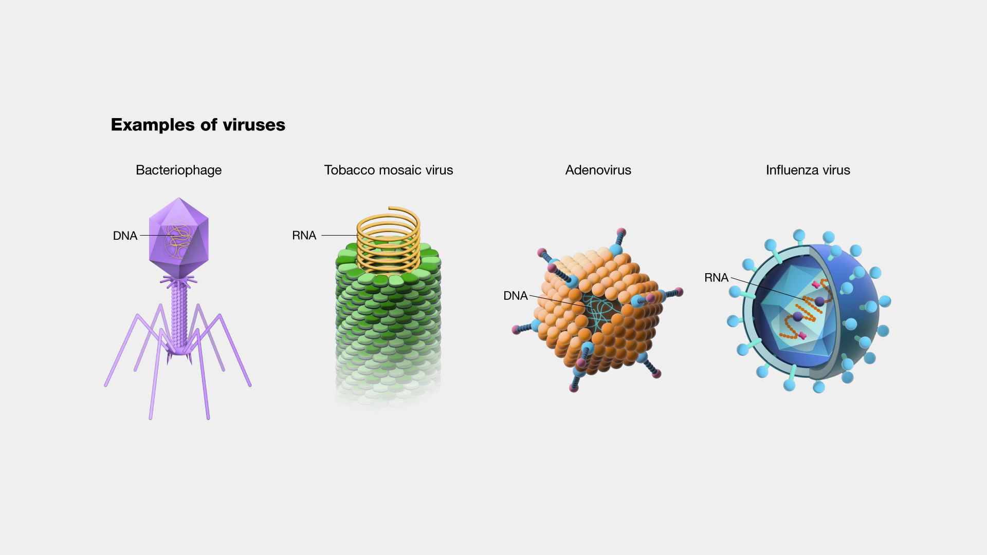 <ul><li><p><strong>Definition: </strong>An infective agent consisting of nucleic acid surrounded by a protein coat, capable of replication ONLY within the living cells of bacteria, animals, or plants.</p></li><li><p><strong>Characteristics:</strong></p><ul><li><p>Replicate inside hosts using <u>host metabolic machinery</u></p></li><li><p>Genomes consist of nucleic acid, DNA, or RNA</p></li><li><p><strong>Cannot</strong> carry out metabolic rates or reproduce independently</p></li><li><p><strong>No </strong>membrane-bound organelles or cellular membrane</p></li><li><p><strong>Do not</strong> grow in size, respond to direct environment, or follow the Central Dogma</p></li></ul></li></ul><p></p>