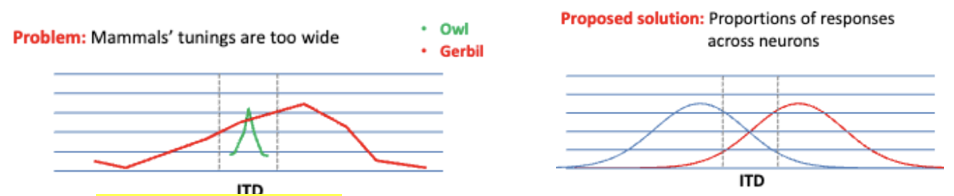 <p>The theory that neural signals' location corresponds to the actual sound location.</p><ul><li><p><u>Evidence</u> for this model comes from neurons in owls brain stems</p><ul><li><p>Is what you would expect if the Jeff model was happening in their brain stems</p></li></ul></li><li><p><u>Problem</u>: Found in mammals compared to owls that the mammal responds better to sounds at different locations because mammals tuning curve is too wide</p></li><li><p>Cell in monkey auditory cortex, responding to sounds at different locations</p></li><li><p>In humans- If you look at the proportion at how strongly each are firing then compare the strength of them to figure out what’s going on</p></li></ul><p></p>