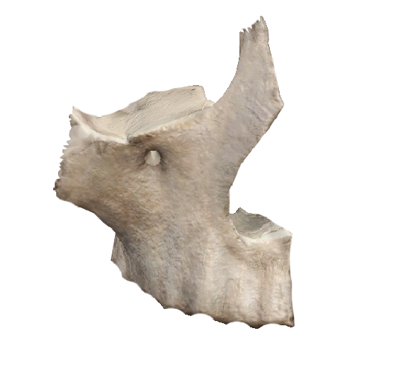 <p>name the bone</p>