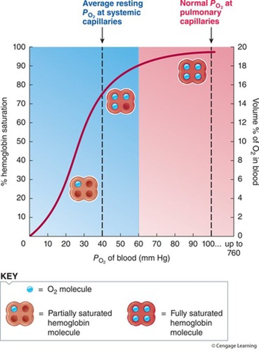 <p>Describes the relationship between PO2 in the plasma and the amount of O2 bound to Hb (%O2 saturation).</p>