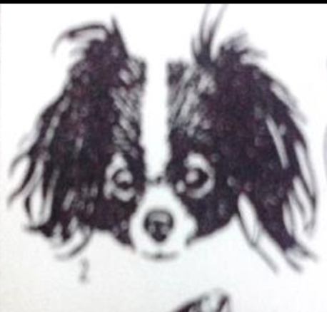 <p>Under Markings:</p><p>Saint Bernard Cavalier King Charles Spaniel Australian Shepherd</p>