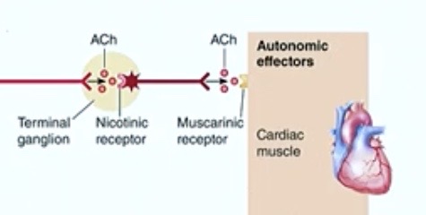 <p><strong>Muscarinic</strong> receptors</p>