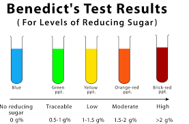 <p>-Benedict’s solution can be reduced by reducing sugars. It is a clear blue liquid, which changes colour &amp; gives a precipitate depending on how much it is reduced.</p><p>1) Place 2ml of the substance (MUST BE LIQUID) in a boiling tube</p><p>2) Add 10 drops of Benedict’s solution.</p><p>3) Place in a boiling water bath for 3-5 mins</p><p>RESULTS:</p><p>-Blue solution (no reducing sugar)</p><p>-Brick red precipitate (large amounts of reducing sugar)</p>