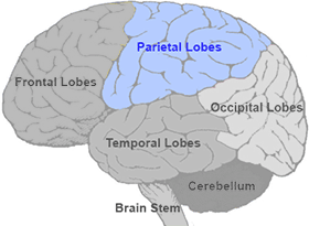 <p>portion of the cerebral cortex lying at the top of the head and toward the rear</p><p>receives sensory input for touch and body position (manages 5 senses) </p>
