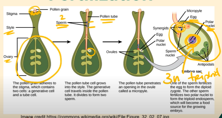 <p>The pollen grain that got stuck to the sticky stigma is going to start growing a pollen tube.<br><br>The pollen tube grows with the help of the genes found inside the pollen grain.<br><br>As the pollen tube grows, the other nucleus of the pollen grain, the generative nucleus, is going to travel down the pollen tube.<br><br>As the generative nucleus travels down the pollen tube, the generative cell goes through <strong>mitosis</strong> ONE MORE TIME, which creates 2 sperm cells inside the pollen tube. <br><br>The pollen tube continues growing down until it reaches one of the ovaries.<br><br>Inside of the ovule, the generative nucleus fuses together with the nucleus of the egg cell, forming a diploid zygote. The zygote then divides through mitosis to form an embryo, which goes on to become a seed. <br><br>Meanwhile, the second sperm, instead of fertilizing another egg, combines with the two polar nuclei found inside the ovule, forming a triploid endosperm! <br><br>Endosperm is the food of the developing seed; because of this, the ovary ends up becoming the fruit that we eat.<br><br>So while the OVULE develops into the seed, the OVARY develops into the fruit.</p>