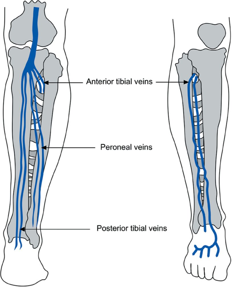 <p>Vein 💙 accompanying artery → drains into V. poplitea. 🔎 Blue partner vessel posteriorly. 💡 "Vein = very close posterior."</p>