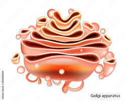 <p></p><p>Look like flattened pancakes, layers are not physically connected to each other</p>