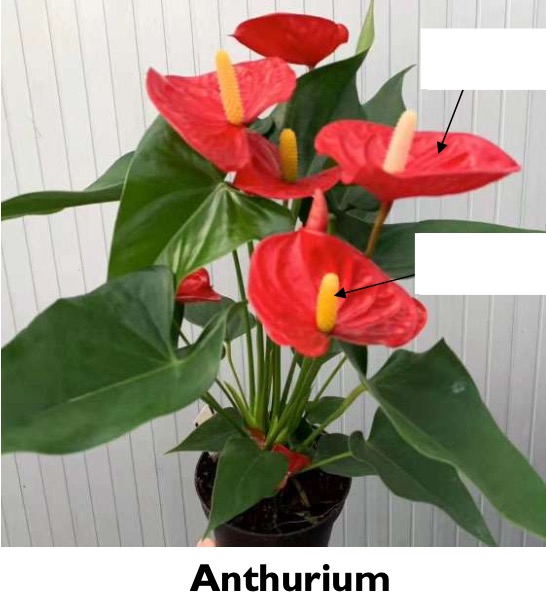 <p>Label the structures of the Araceae plant.</p>