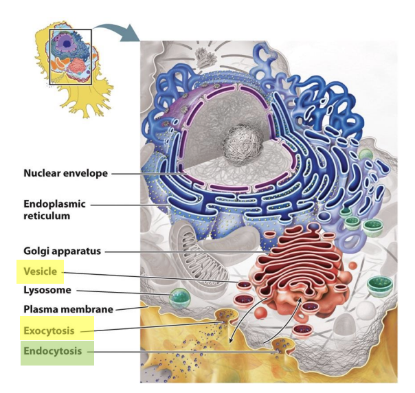 <ul><li><p><span><span>vesicle fuses with the cell membrane</span></span></p><ul><li><p><span><span>provides a way for a vesicle to empty its contents to the extracellular space or to deliver proteins embedded in the vesicle membrane to the cell membrane</span></span></p></li></ul></li><li><p>a vesicle that has budded off from the endomembrane system can fuse with the plasma membrane and deliver its contents into the extracellular space.</p></li><li><p>transport stuff from inside to outside?</p></li></ul><p></p>