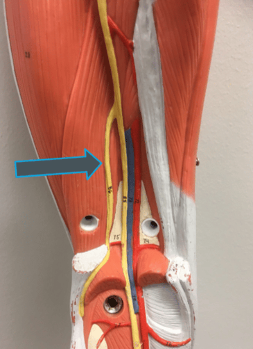 <p>innervates:<br>- biceps femoris</p>