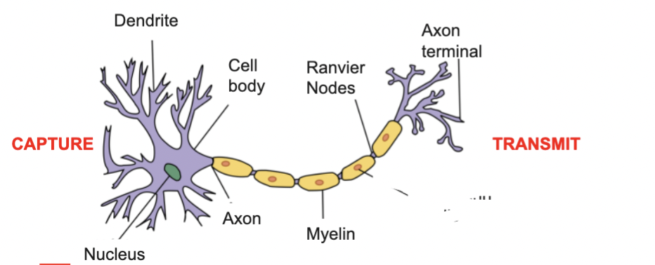 <ul><li><p>Soma/ cell body: contains the nucleus which contain the genetic material of the cell. </p></li><li><p>Dendrites: receptors of neural messages. </p></li><li><p>Axon: large and thin tube, often covered by a myelin sheet. </p></li><li><p>Axon terminal: Nuerons communicate through synapses formed by small thickenings at the end of axon branches, releasing neurotransmitters onto the membrane of dendrites or soma. </p></li></ul><p>Components:</p><ul><li><p>Axon & dendrites: both have a cytoskeleton formed by microtubulues, actin microfilaments, and neurofilaments to ensure transportation through the axon and to maintain its shape. </p></li><li><p>Dendrite Function: Enlarge the cellular perimeters and make connections with near neuorns. Have filaments called dendritic spines (help expand bioelectric signals). Their function is to receive nerve impulses. </p></li><li><p>Axon function: An extension from the axon hillock. Farther from the soma, the axon has branches called terminal buttons, which establish contact wiht the target area where the signal must go (other neurons or organs). The axon deals with transmitting action potentials. </p></li></ul><p></p>