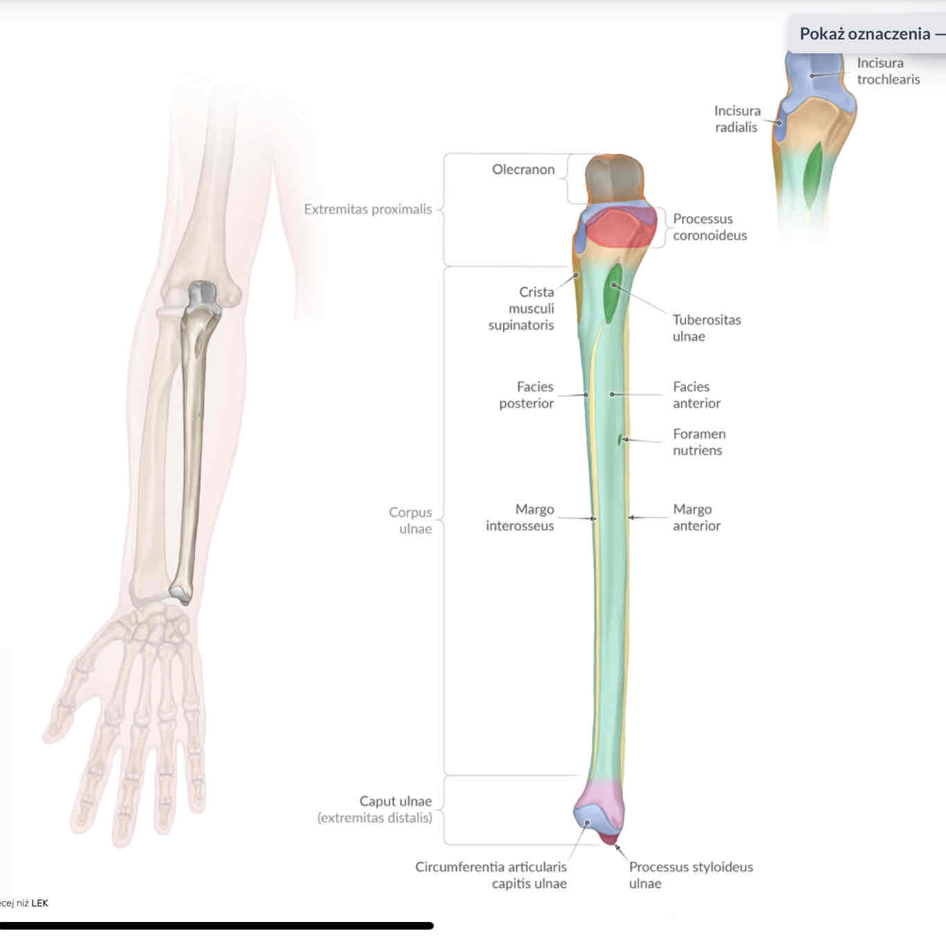 <p>Incisura trochlearis</p>