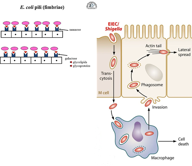 <ul><li><p><em>EIEC</em> <strong>invades intestinal cells.</strong></p></li><li><p>Avoids destruction by <strong>escaping from vacuoles </strong>inside host cells.</p></li><li><p><strong>Moves between cells</strong>, causing tissue damage and inflammation.</p></li></ul><p></p>