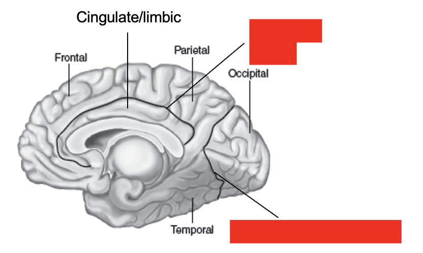 <p>divides parietal and occipital lobes</p>