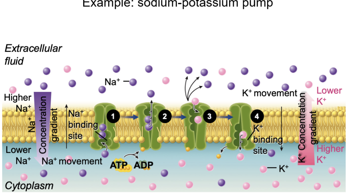 <p>Sodium potassium pump (active transport)</p>