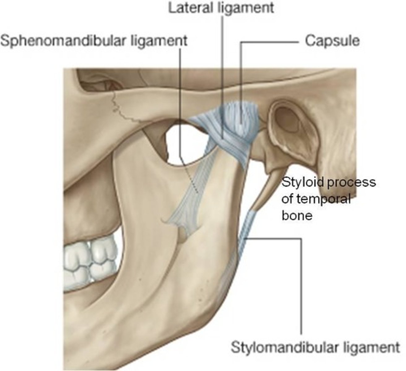 <p>lateral thickening fibrous capsule</p><p>zygomatic process of temporal bone and the articular tubercle to the neck of the mandible</p>