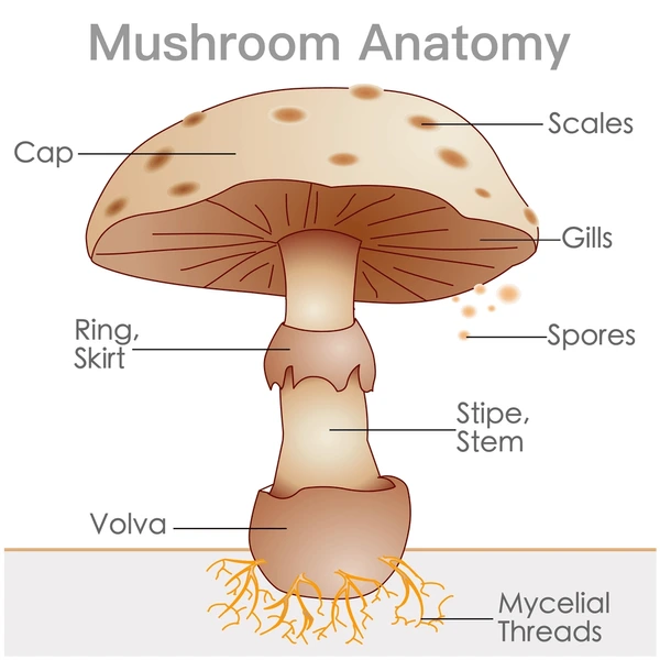 <p>Characteristic of phylum:</p><ul><li><p>basidiomycota; fruiting body of the fungus</p></li></ul><p></p>